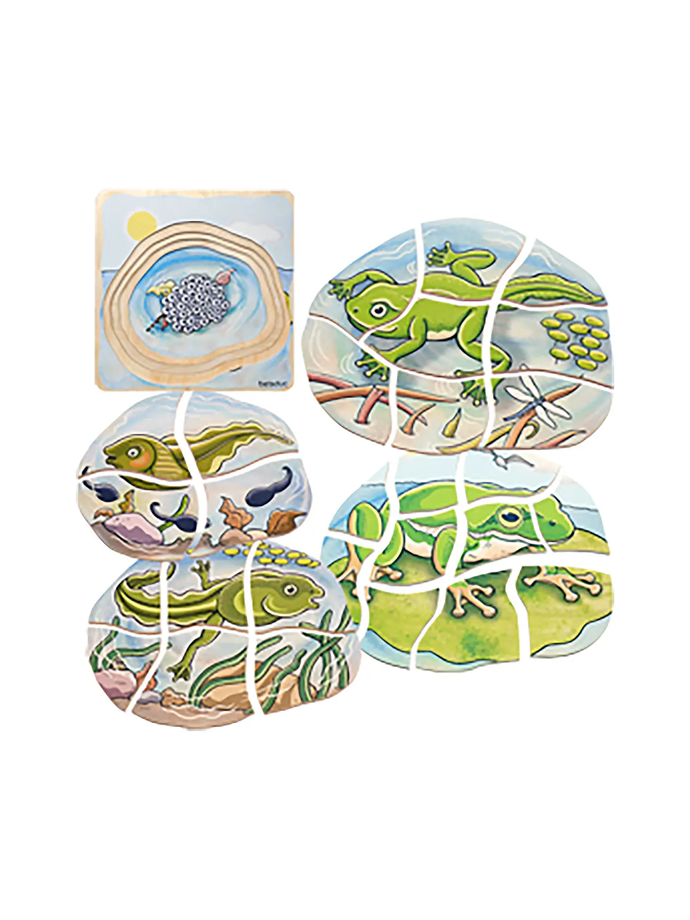 BELEDUC | Lagenpuzzle Frosch | 